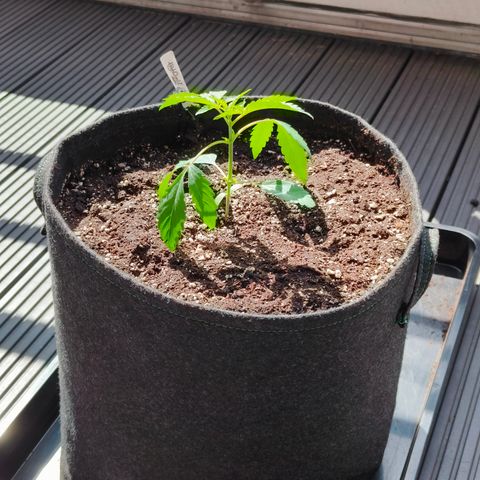 HighcloudZ #1 growlog timeline photo