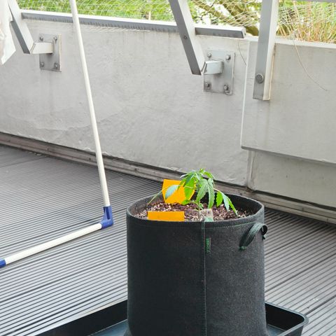 HighcloudZ #1 growlog timeline photo