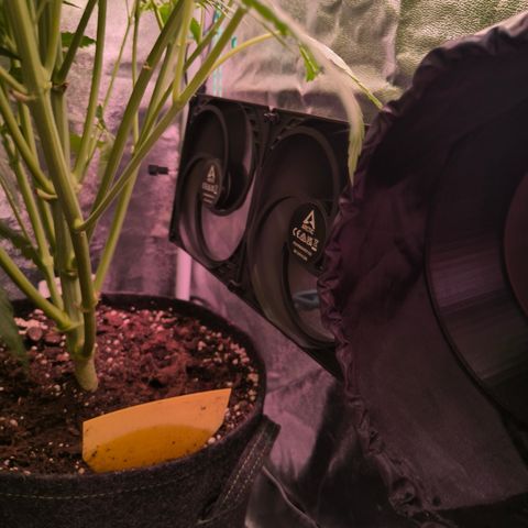 Pulp Fiction  growlog timeline photo