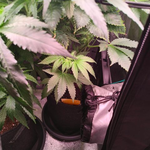Pulp Fiction  growlog timeline photo