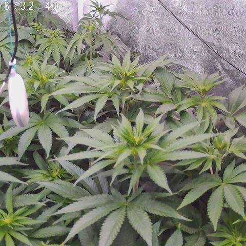 Pulp Fiction  growlog timeline photo