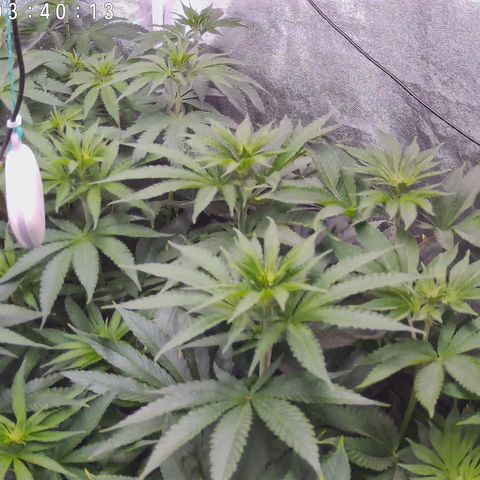 Pulp Fiction  growlog timeline photo