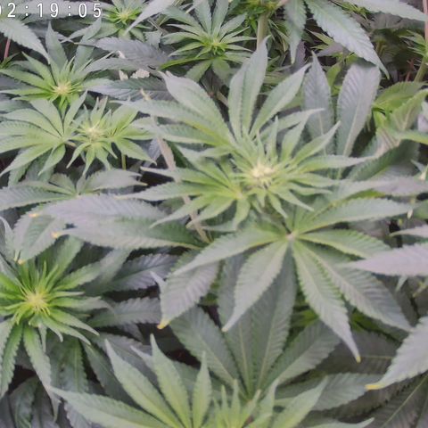Pulp Fiction  growlog timeline photo
