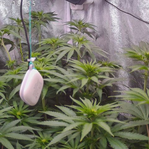 Pulp Fiction  growlog timeline photo