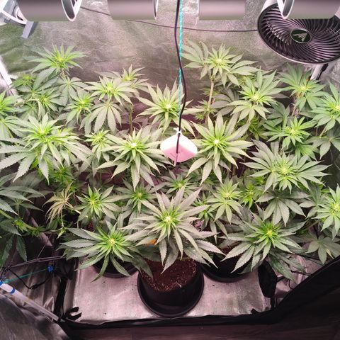 Pulp Fiction  growlog timeline photo