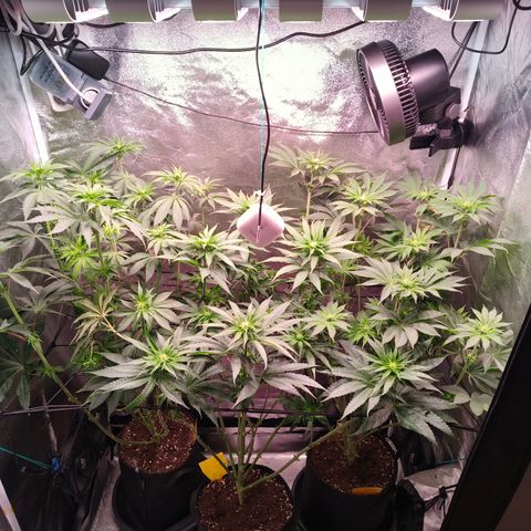 Pulp Fiction  growlog timeline photo