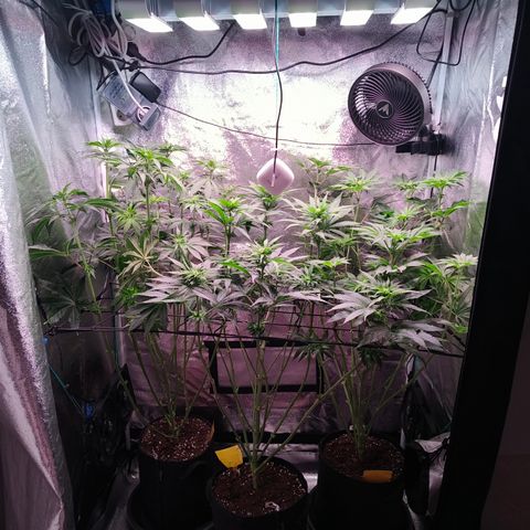 Pulp Fiction  growlog timeline photo