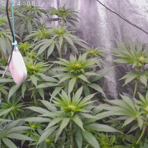 Pulp Fiction  growlog timeline photo
