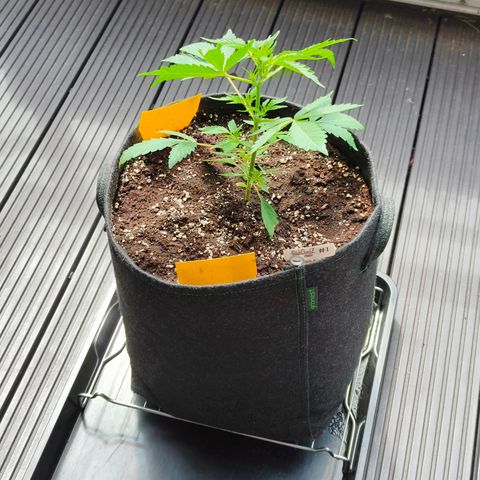 HighcloudZ #1 growlog timeline photo