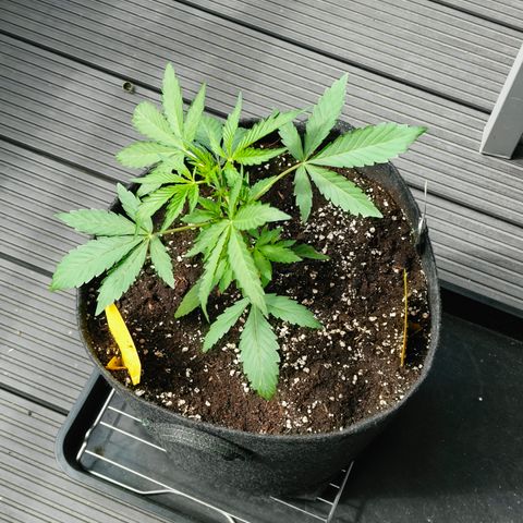HighcloudZ #1 growlog timeline photo