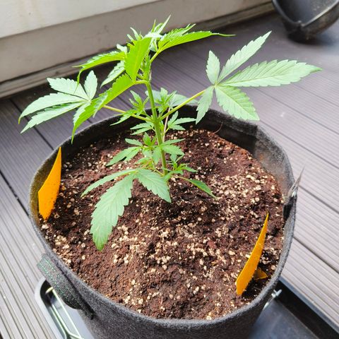 HighcloudZ #1 growlog timeline photo