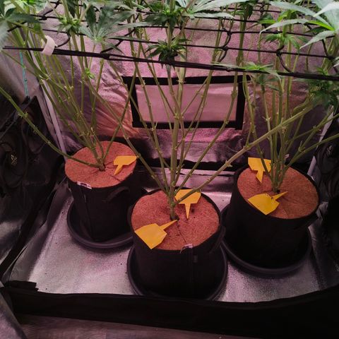 Pulp Fiction  growlog timeline photo