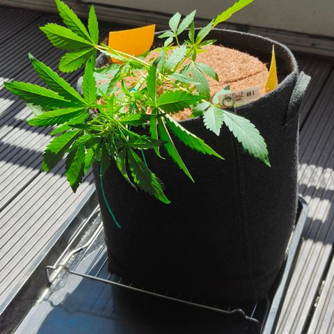 HighcloudZ #1 growlog timeline photo