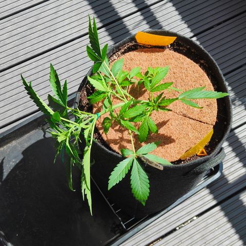 HighcloudZ #1 growlog timeline photo