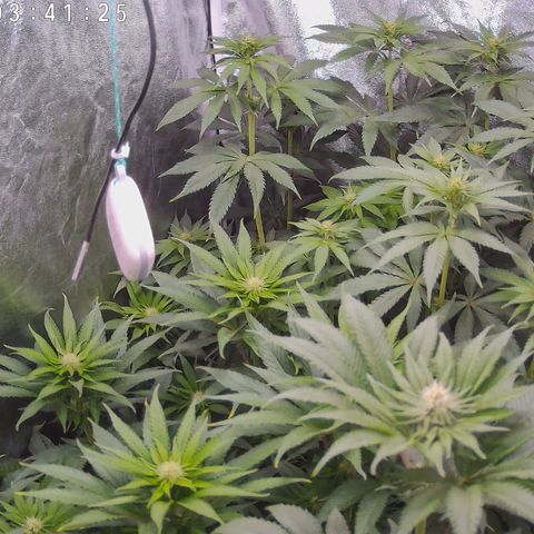 Pulp Fiction  growlog timeline photo