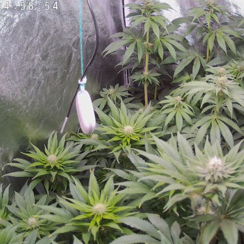 Pulp Fiction  growlog timeline photo