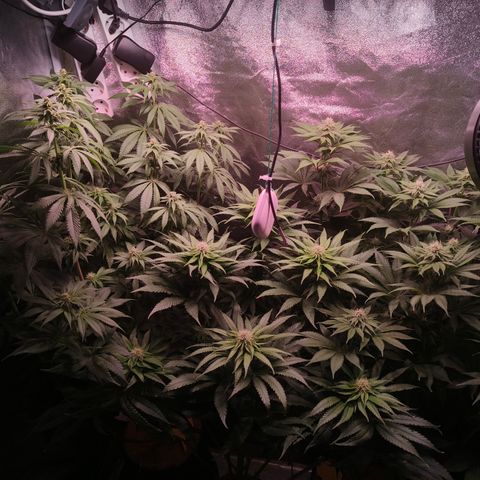 Pulp Fiction  growlog timeline photo