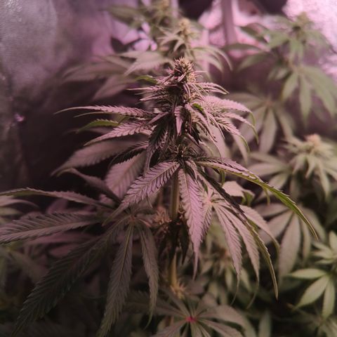 Lemon Orange #2 growlog timeline photo