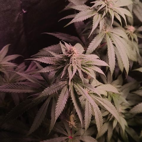 Lemon Orange #2 growlog timeline photo
