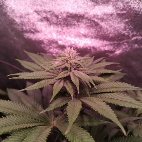 Pulp Fiction  growlog timeline photo