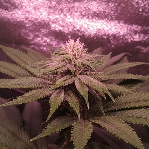 Pulp Fiction  growlog timeline photo