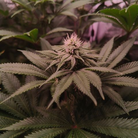 Lemon Orange #1 growlog timeline photo