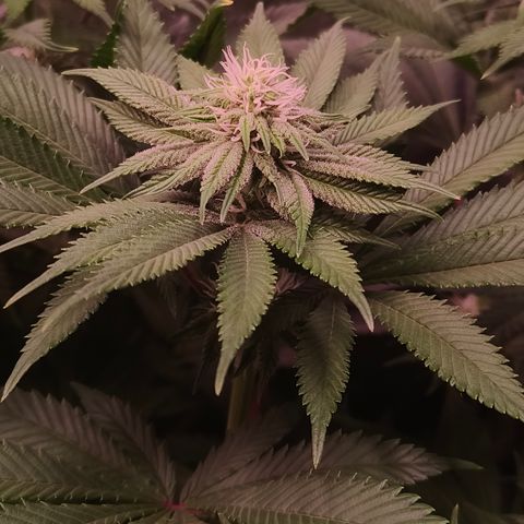 Lemon Orange #1 growlog timeline photo