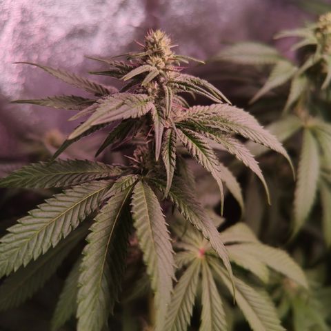 Lemon Orange #2 growlog timeline photo