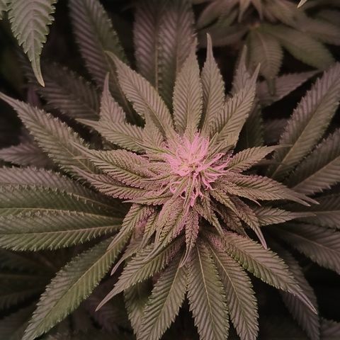 Pulp Fiction  growlog timeline photo