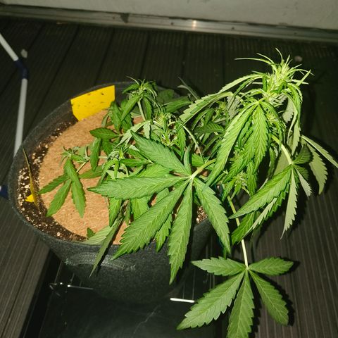 HighcloudZ #1 growlog timeline photo
