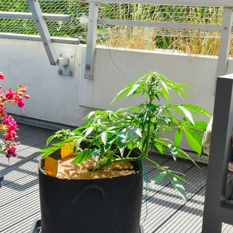 HighcloudZ #1 growlog timeline photo