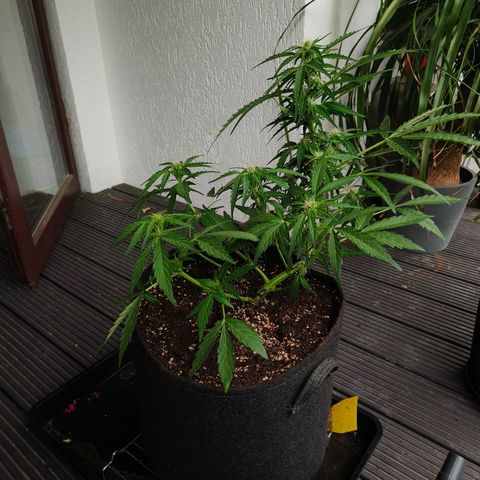 HighcloudZ #1 growlog timeline photo