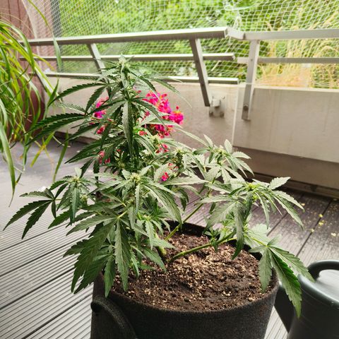 HighcloudZ #1 growlog timeline photo