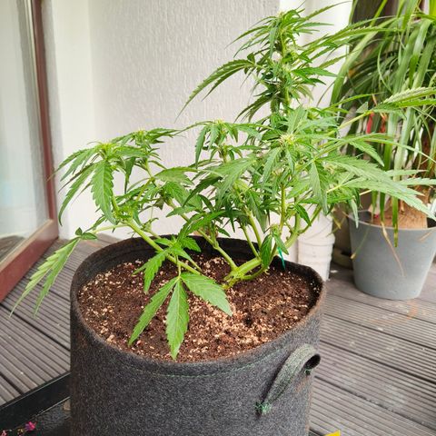 HighcloudZ #1 growlog timeline photo