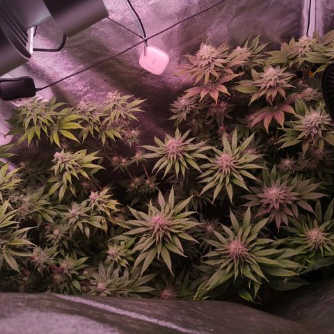 Pulp Fiction  growlog timeline photo