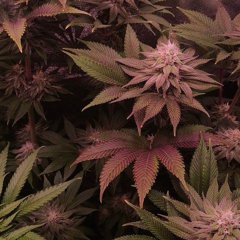 Lemon Orange #1 growlog timeline photo