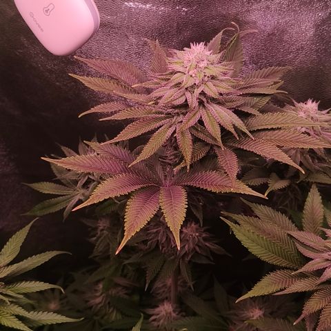 Lemon Orange #1 growlog timeline photo