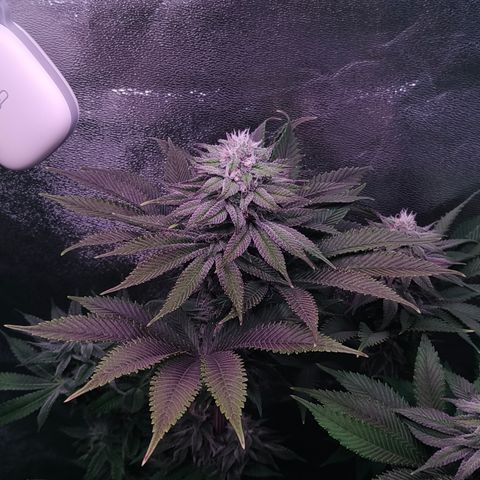 Lemon Orange #1 growlog timeline photo