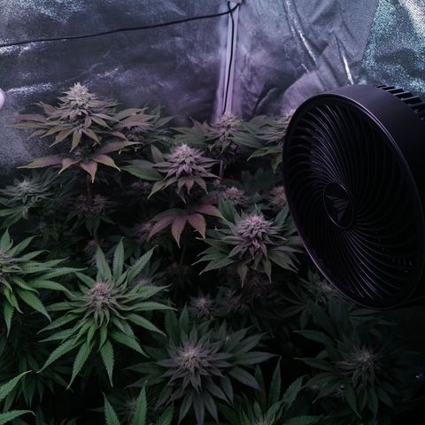 Lemon Orange #1 growlog timeline photo