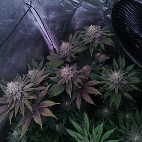 Lemon Orange #1 growlog timeline photo