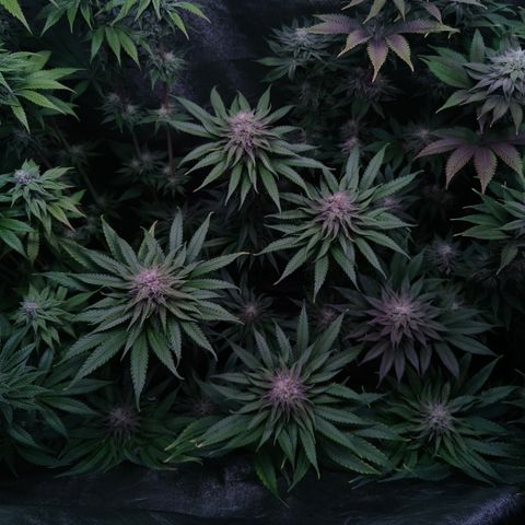 Pulp Fiction  growlog timeline photo