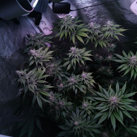 Lemon Orange #2 growlog timeline photo