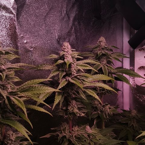 Lemon Orange #2 growlog timeline photo