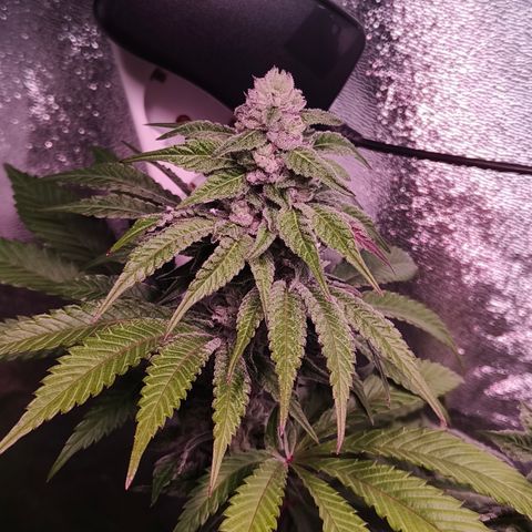 Lemon Orange #2 growlog timeline photo