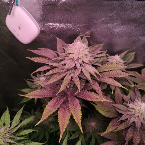 Lemon Orange #1 growlog timeline photo