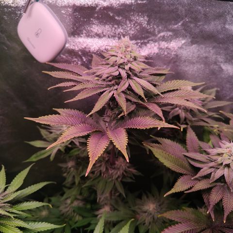 Lemon Orange #1 growlog timeline photo