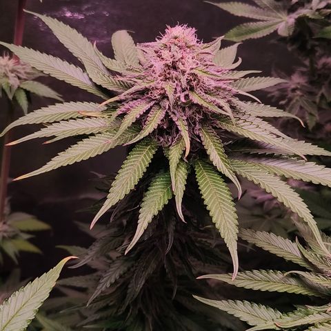 Pulp Fiction  growlog timeline photo