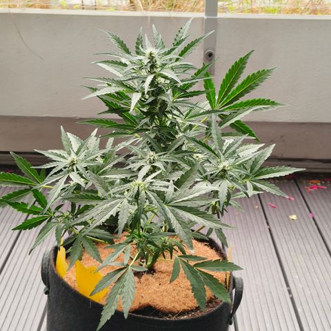 HighcloudZ #1 growlog timeline photo