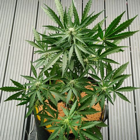 HighcloudZ #1 growlog timeline photo