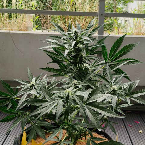 HighcloudZ #1 growlog timeline photo